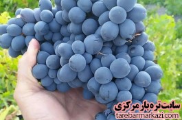 فروش انگور سیاه سر دشت کردستان