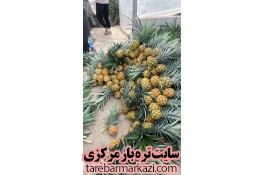 فروش عمده آناناس