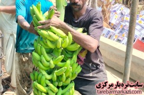 واردات موز سبز پاکستانی بامری ایرانشهر