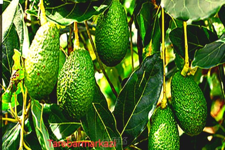 نهال آووکادو پیوندی