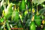 خریدار هسته آووکادو (بذر اواکادو)>