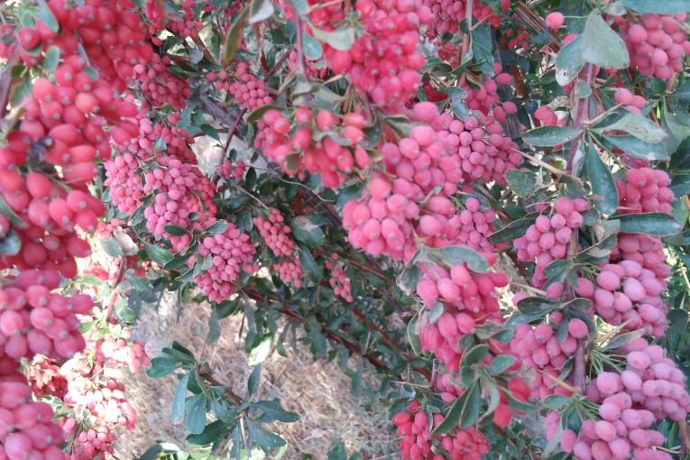 زرشک تازه دون شده خوله شده